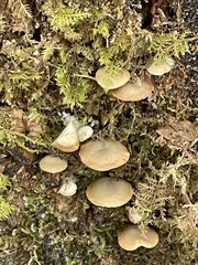 Crepidotus applanatus