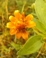 Melampodium divaricatum