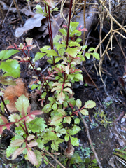 Pterophylla sylvicola