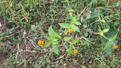 Melampodium divaricatum