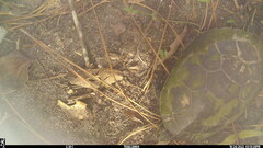 Deirochelys reticularia