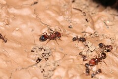 Solenopsis xyloni
