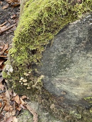 Crepidotus applanatus