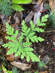 Loxsoma cunninghamii