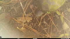 Deirochelys reticularia