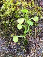 Pterostylis trullifolia