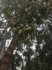 Eucalyptus melliodora