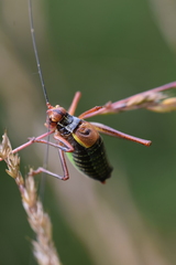 Barbitistes constrictus