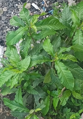 Petiveria alliacea