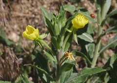 Oenothera villosa