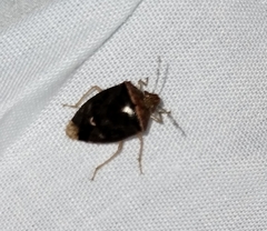 Euschistus obscurus