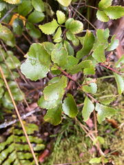 Pterophylla sylvicola