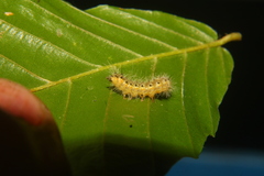 Nola triquetrana