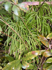 Lycopodium volubile