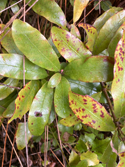 Alseuosmia macrophylla