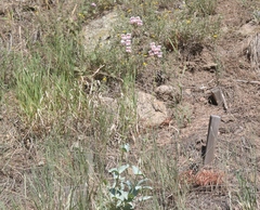 Penstemon palmeri