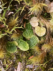 Pterostylis