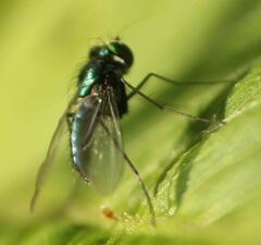 Condylostylus armipes