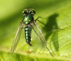Condylostylus armipes
