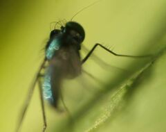 Condylostylus armipes