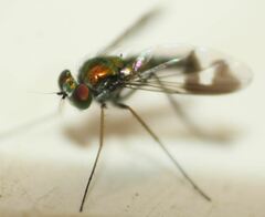 Condylostylus quadricolor