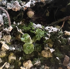 Marchantia polymorpha