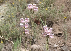 Penstemon palmeri