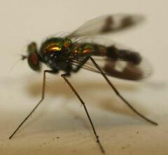 Condylostylus quadricolor