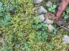 Claopodium rostratum