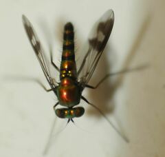 Condylostylus quadricolor