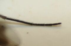 Condylostylus quadricolor