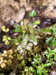 Anaphalioides trinervis