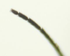 Condylostylus quadricolor