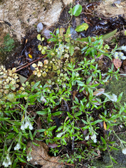 Anaphalioides trinervis