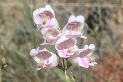 Penstemon palmeri
