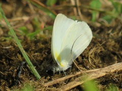 Appias epaphia contracta