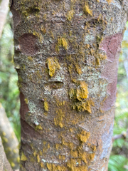 Chrysothrix xanthina