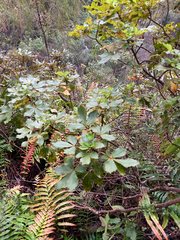 Pseudopanax colensoi