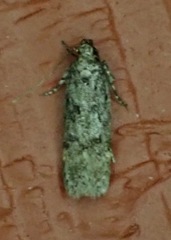Gelechiidae