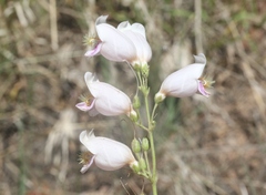 Penstemon palmeri