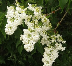 Syringa