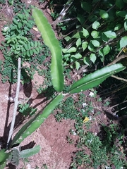 Acanthocereus tetragonus