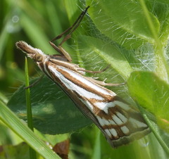 Hednota pleniferellus