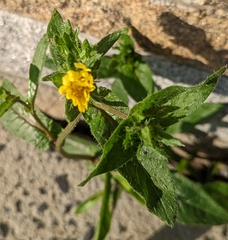 Helminthotheca echioides