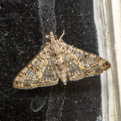 Dysallacta negatalis