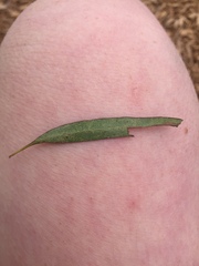 Eucalyptus microcarpa