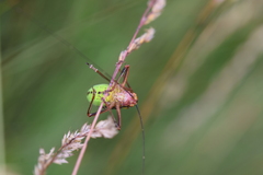 Barbitistes constrictus