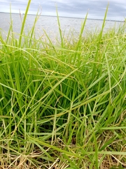 Cenchrus clandestinus