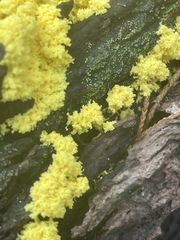 Chrysothrix xanthina