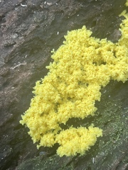 Chrysothrix xanthina